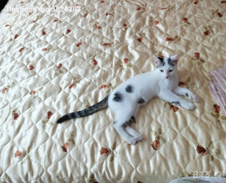 Коте търси дом , снимка 1