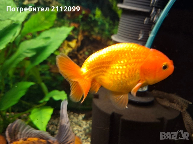Оранди 10-12см, снимка 5 - Рибки - 53610046