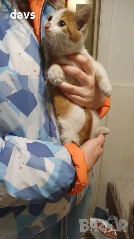 Намерено - Рижаво мъниче спешно търси дом, снимка 7 - Други - 52807638