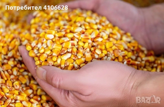 Продавам ечемик и царевица.Цена 0.50 ст.Реколта 2025, снимка 2 - За селскостопански - 47967003