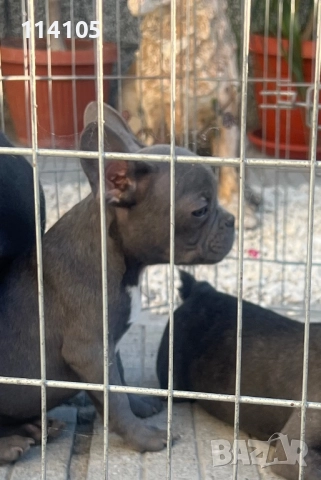 Френски булдог, снимка 5 - Френски булдог - 51817849