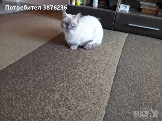 Британска късокосместа Колор пойнт , снимка 9 - Британска късокосместа - 53461143