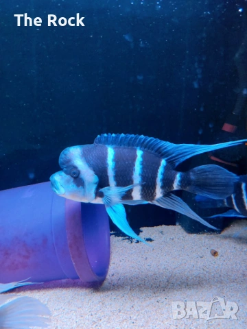 Фронтоза Блу Заир , снимка 2 - Рибки - 52135662