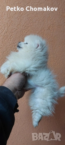 померан, снимка 8 - Померан - 53143079