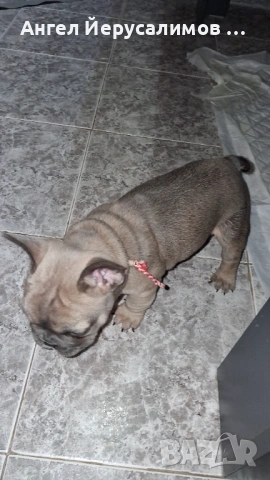 Уникални кученца френски булдог. , снимка 7 - Френски булдог - 53716204