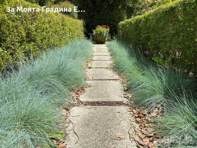 Фестука - Синя трева , снимка 4 - Градински цветя и растения - 54020253