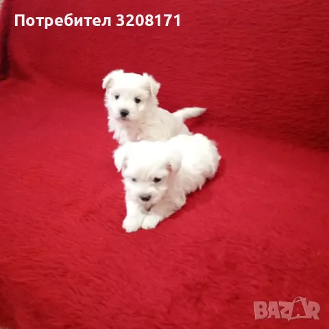 продавам малтийски болонки, снимка 8 - Болонка - 48117739