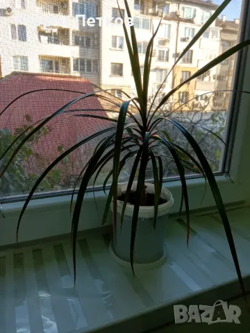 Драцена Маргината / Dracaena marginata., снимка 2 - Стайни растения - 49556985