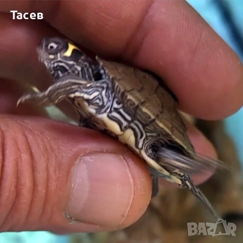 Водни костенурки