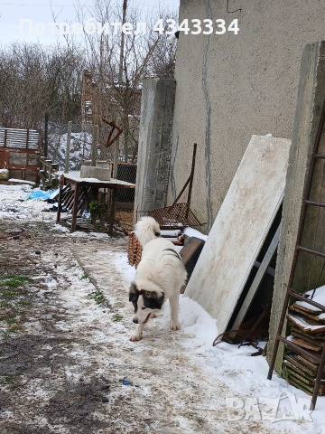 Българско овчарско куче, снимка 16 - Каракачанска овчарка - 53669702