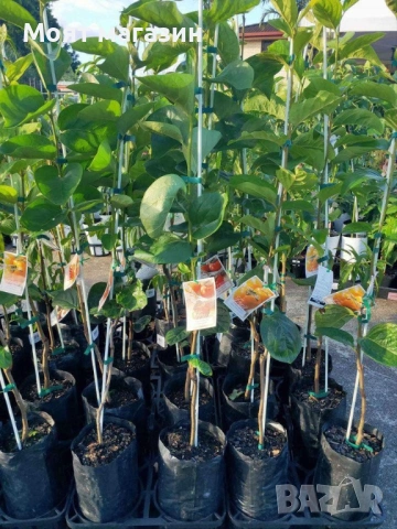 Райска ябълка фую, снимка 10 - Градински цветя и растения - 53631652