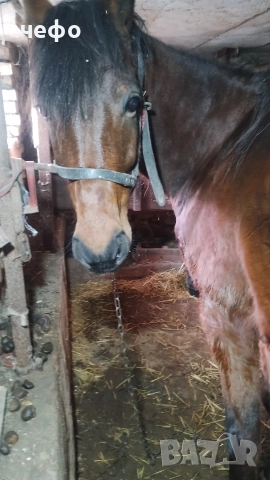 кон , снимка 3 - Други животни - 53723882