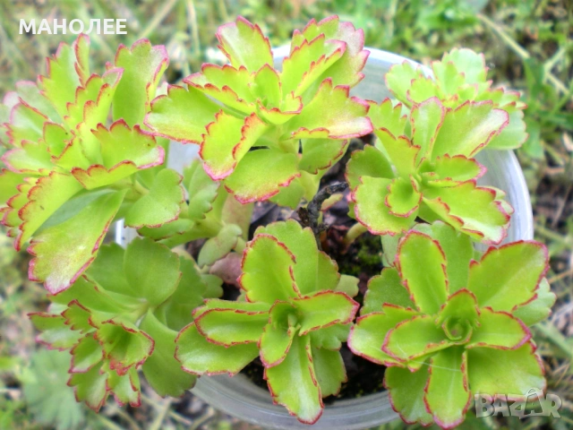 🌞🎁👌Камчатски седум🪷🌼🪷✨