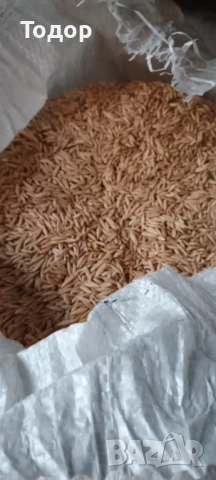 Продавам овес., снимка 5 - Папагали - 51309546