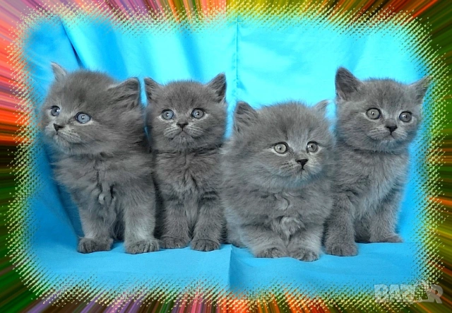 Чистокръвно Британско дългокосместо котето, снимка 3 - Британска късокосместа - 53322558