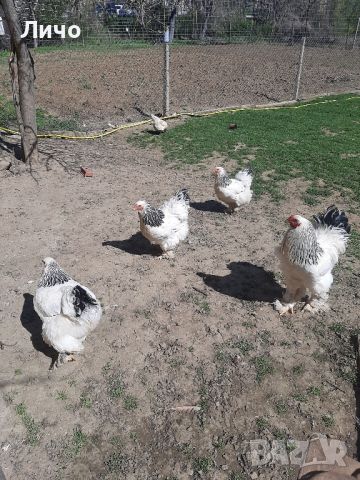 свободни яйца , снимка 7 - Кокошки и пуйки - 45156501