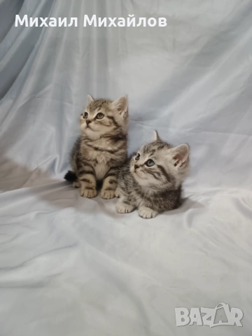 Две котенца ТАБИ , снимка 6 - Британска късокосместа - 53448950