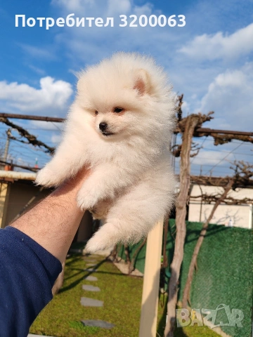 Померан мъжки и женски , снимка 10 - Померан - 53950897