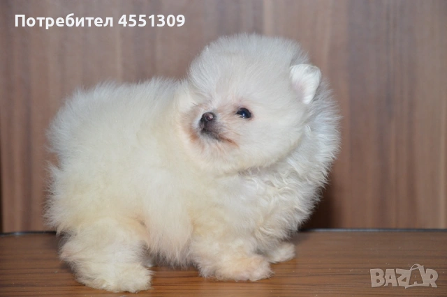 Померан мини женски, снимка 5 - Померан - 53390609