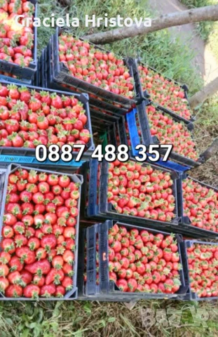 Продавам качествен разсад ягоди , снимка 12 - Градински цветя и растения - 53629947