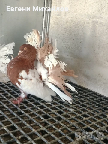 Фенерлии, снимка 8 - Гълъби - 51306331