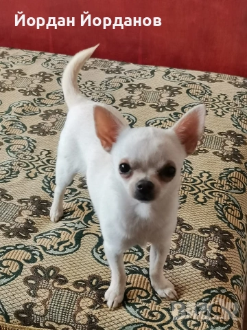 продавам чихуахуа