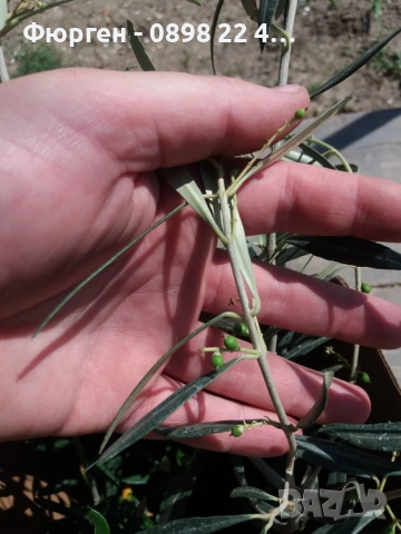 Маслина- 3 сорта , снимка 7 - Градински цветя и растения - 38697287