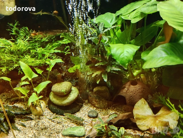 Аквариумни растения 