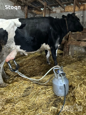 Продавам 3 Крави , снимка 3 - Крави - 53012536