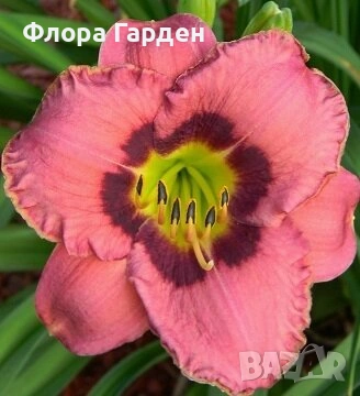 МНОГОГОДИШНИ ЦВЕТЯ - Коренища/ПРЕДВАРИТЕЛНИ поръчки, снимка 14 - Градински цветя и растения - 53138637