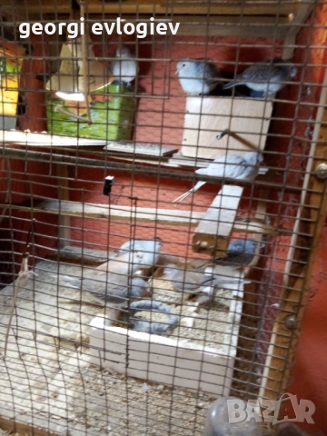 Диамантени гугутки 