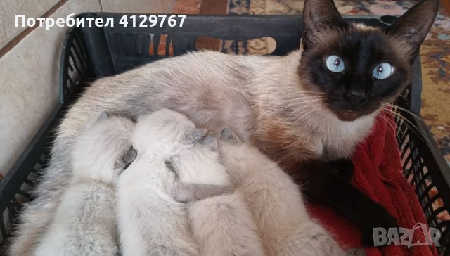 Продавам бирмански котета, снимка 2 - Други - 46309630