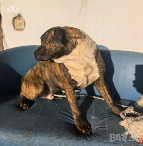 Питбул! , снимка 2 - Питбул - 52188073