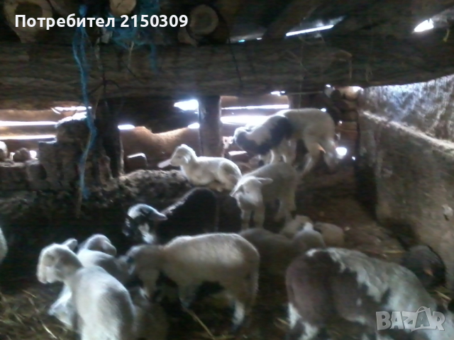 продавам агнета, снимка 2 - Овце - 45026767