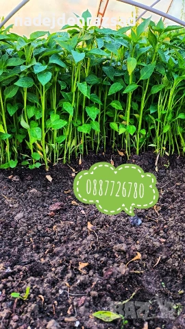 Готов разсад ранни домати краставици ягоди, снимка 2 - Разсади - 53942089