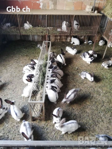 Зайци различна възраст , снимка 9 - За селскостопански - 54301013