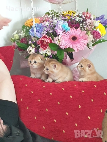 Шотландчета златна чинчила