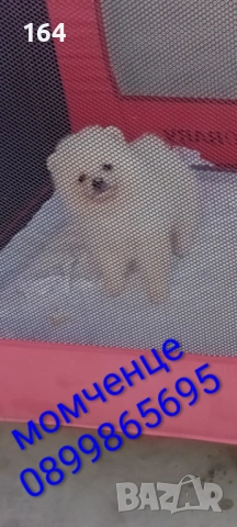 Мъжки и женски Померани. Реални снимки от 12.01.26 г. Померан., снимка 12 - Померан - 53040595