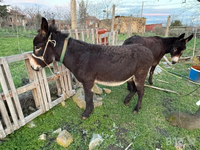 Продавам магарета