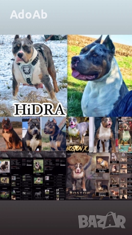 Були с родословие 