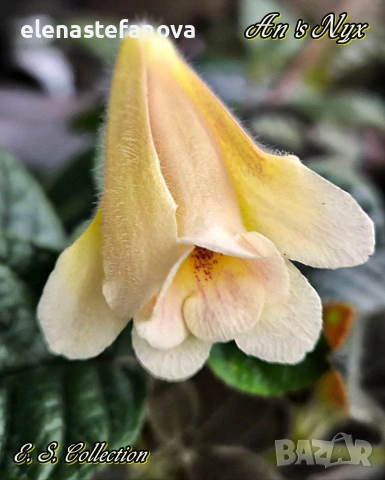 Комплект от три сортови синингии, снимка 2 - Стайни растения - 54084323