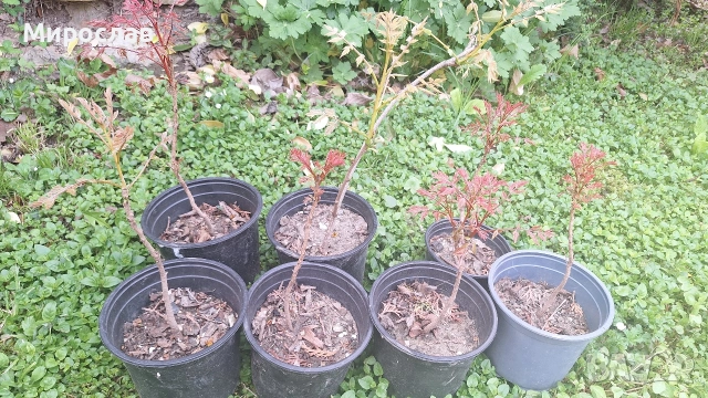 Продавам декоративно растение Китайски мехурник (Koelreuteria paniculata)