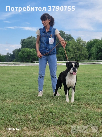 немски боксер , снимка 4 - Боксер - 54131376