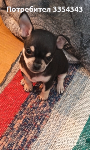 Чихо пинчери родени са 23.11.25, снимка 9 - Чихуахуа - 52791732