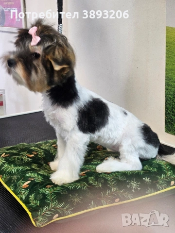 йоркширски териер. бивер , снимка 5 - Йоркширски териер - 54300747