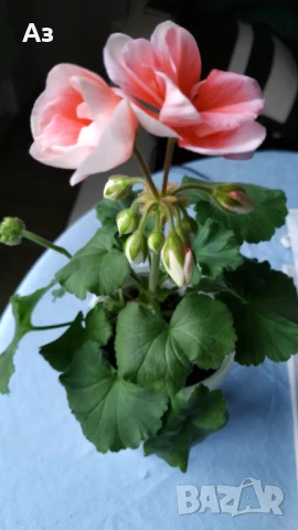 Продавам български цветя Мушкато, в сандъчета, снимка 4 - Стайни растения - 51084563