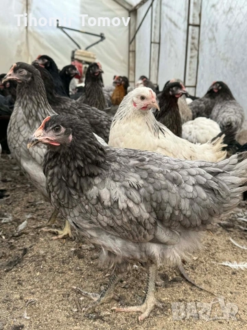 продавам ярки на 5месеца , снимка 2 - Кокошки и пуйки - 53909369