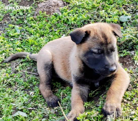 Малки кученца белгийска овчарка , снимка 4 - Белгийска овчарка - 52975832