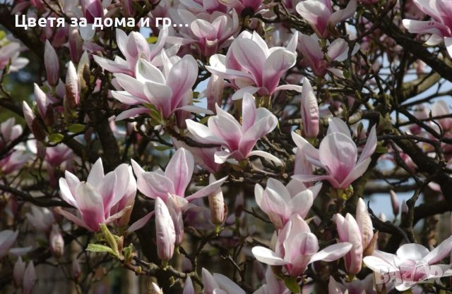 Magnolia Soulangeana (Магнолия Солангиана), снимка 2 - Разсади - 46565942