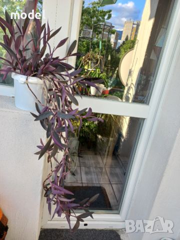 Цвете Традесканция Пурпурно сърце , снимка 8 - Градински цветя и растения - 41981203